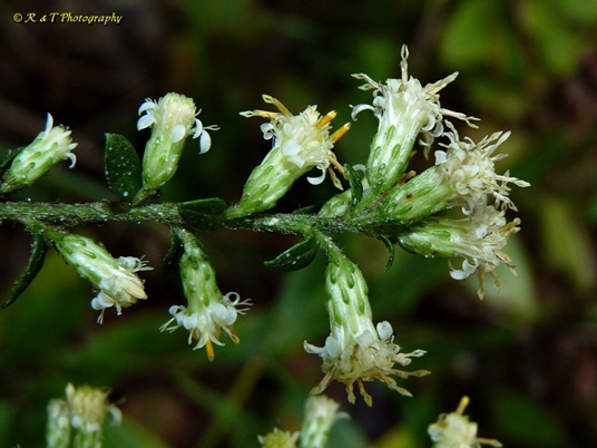 {Solidago bicolor}